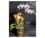 Orquídea phalaenopsis - presente
