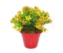 Kalanchoe artificial