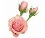 Maço de mini rosas cor de rosa 
