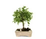 Bonsai de Fícus na Louça 4 Anos
