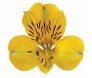 Astromelia Amarela 