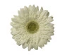 Maços de Gérberas branco