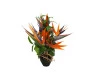 Flores para Sagitário