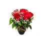 flores signo Escorpião
