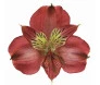 Astromelia vermelha