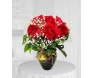 rosas vermelhas BH