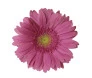 Maços de Gérberas cor de rosa 