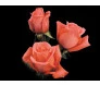 Rosa Coral