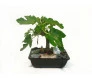 Bonsai de Figo 4 anos