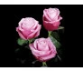Rosa cor de rosa