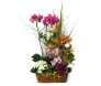 Arranjo Plantado com Duas Orquídeas