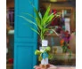 Bambu da Sorte em tubo de vidro com pedrinhas sobre bolacha de madeira, laço verde e tag da Ikebana Flores.