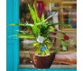 Bambu da Sorte em vaso cerâmico formato canoa, com pedrinhas brancas e laço verde, da Ikebana Flores.