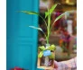 Bambu da Sorte em vaso solitária de vidro com pedrinhas, laço verde e suporte de madeira, da Ikebana Flores.