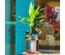 Bambu da Sorte em vaso de vidro estilo torre com pedrinhas brancas e laço, sobre suporte de madeira.
