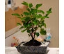 Bonsai de Amora plantado em vaso de cerâmica sobre mesa branca, com foco nas folhas verdes e frutos vermelhos