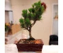 Bonsai Pinus