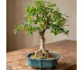 Bonsai de Acerola de 10 anos com tronco texturizado e raízes expostas em vaso de cerâmica azul vidrado.