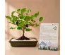 Bonsai de Amora plantado em vaso de cerâmica sobre mesa branca, com foco nas folhas verdes e frutos vermelhos, ao lado o seu manual de como cuidar
