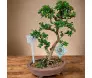Bonsai de Buxinho de 8 anos com tronco em estilo informal, folhagem verde densa e raízes visíveis em vaso de cerâmica terracota.