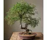 bonsai de caliandra de 8 anos de idade em peça de louça