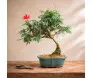 Bonsai Caliandra Vermelha de 10 anos com uma flor em formato de pompom vermelho, plantado em vaso de cerâmica azul esmaltada sobre mesa de madeira - Ikebana Flores.