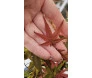 folha de bonsai de acer em uma mão