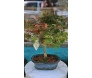 Bonsai de colecionador Acer Palmatum de 10 anos em vaso de cerâmica azul, com folhas em tons de verde e vermelho.