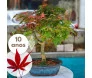 Bonsai de colecionador Acer Palmatum de 10 anos em vaso de cerâmica azul, com folhas em tons de verde e vermelho.