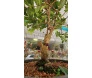Detalhe do tronco do Bonsai Jabuticaba de 12 anos com jabuticabas e musgo natural.