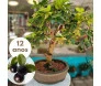 Bonsai Jabuticaba de 12 anos com frutos e folhas verdes em vaso artesanal.