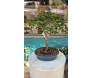 Bonsai de colecionador Jabuticaba de 6 anos em vaso azul, com tronco firme e folhagem verde.