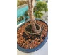Bonsai Jabuticaba 6 anos com tronco robusto e raízes visíveis, em vaso de cerâmica artesanal.