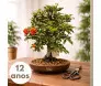 Bonsai de Piracanta com folhas verdes densas e pequenos frutos alaranjados em vaso de cerâmica marrom sobre mesa de madeira - Ikebana Flores BH.