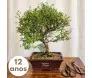 Bonsai de Serissa de 12 anos com tronco robusto e flores brancas em vaso de cerâmica marrom - Ikebana Flores BH