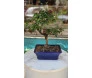 Bonsai de colecionador Serissa de 4 anos com pequenas flores brancas e folhagem verde intensa em vaso azul.