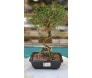 Bonsai de colecionador Serissa de 6 anos em vaso cerâmico, com tronco retorcido e folhagem verde densa.