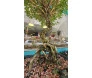 Bonsai Serissa 6 anos com raízes expostas e copa compacta, símbolo de equilíbrio e elegância natural.