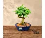 Bonsai Ligustrum de 6 anos com tronco sinuoso e copa verde densa, plantado em vaso de cerâmica azul esmaltada sobre mesa de madeira - Ikebana Flores BH.