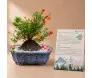 Bonsai de romã com frutos plantado em uma louça de cerâmica ao lado do seu manual de como cuidar
