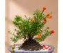 Bonsai de Romã 4 anos na louça.