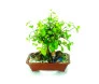 Bonsai de Acerola