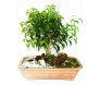 Bonsai Fícus