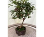 Bonsai de Jabuticaba 7 anos