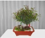 Bonsai de Jambo 3 anos