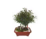 Bonsai de Jambo