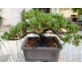 bonsai tuia em um vaso