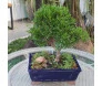 bonsai cambui