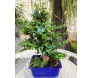 Bonsai de jabuticaba na louça azul