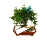 Bonsai Jabuticaba 2 Anos